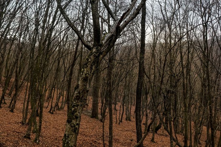 Hoia Baciu Forest (Cluj-Napoca, Romania)
