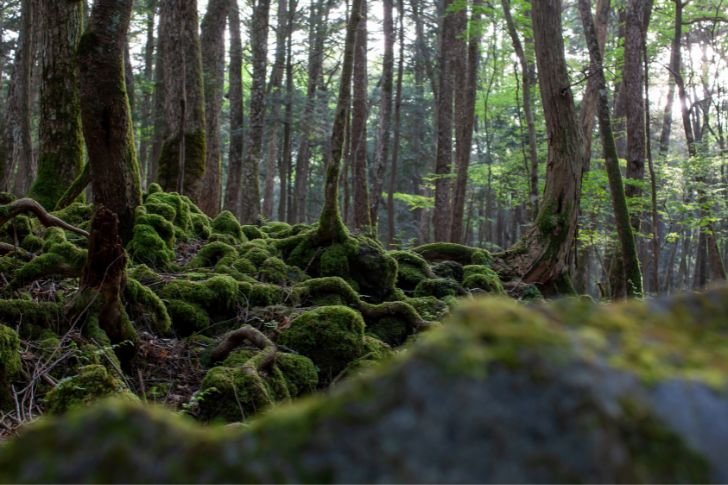 Aokigahara Forest (Aokigahara, Japan)