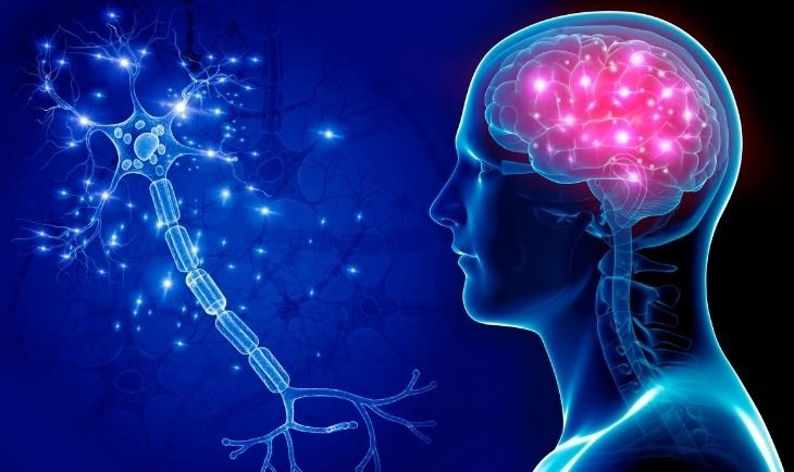 functional activity of the temporal lobe